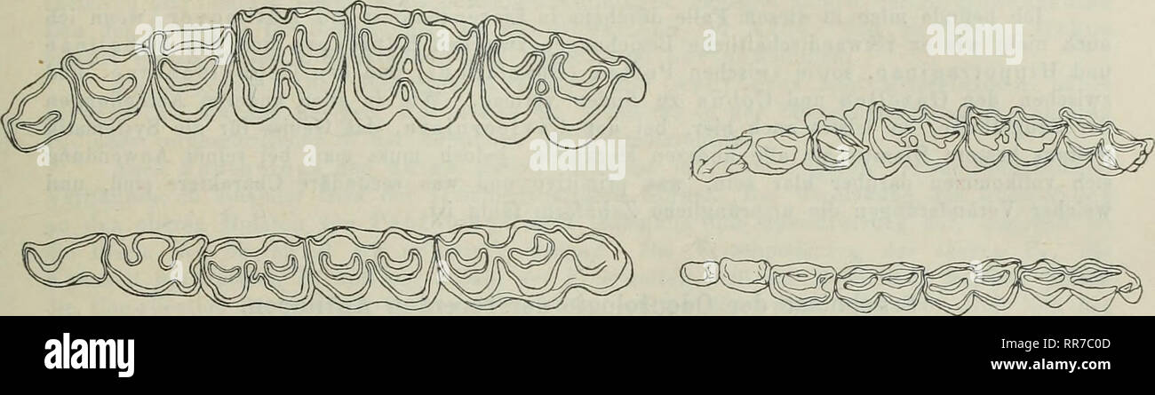 . Abhandlungen der Königlich Bayerischen Akademie der Wissenschaften. 169 de l'anoa. Nur zwei untere P, Innenhöcker coulissenartig des P3, un P4 normal ; oberer P2 unvollständigem Innenmond schmal, mit, P3 P4 ähnlich, aber mit und schmäler stärkerer Aussenhöcker schwächerem und Rippe un Innenmond. Rippen der Aussenhöcker Innenhöcker der oberen und der der unteren M kräftig, ebenso die Aussenfalten der oberen, Innen- falten der unteren M. Basalpfeiler am oberen Mi und M2 und am unteren Mi. Obere M fast quadratisch im Querschnitt, mit Insel im Centrum, aber ohne Sporne. Oberer M3 mit sc Banque D'Images