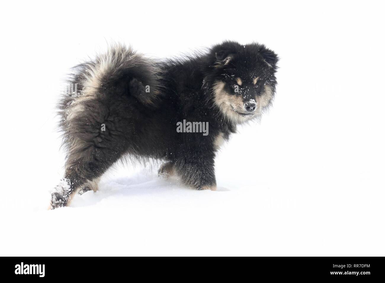 Un chiot Finnish Lapphund bénéficiant d'une promenade sur la neige en hiver Banque D'Images