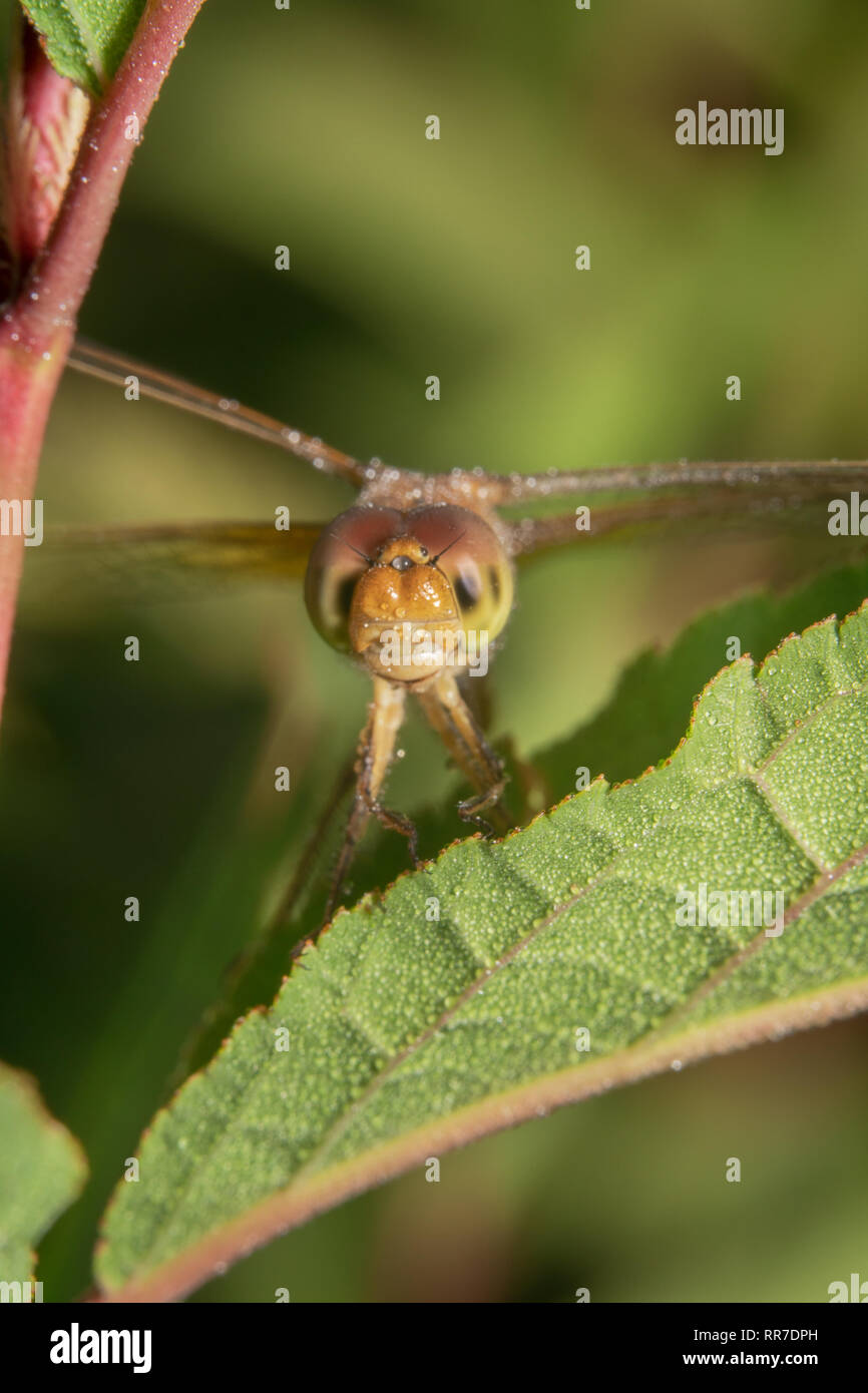 Portrait d'une libellule regardant la caméra loin tourné et incliné. Globe wanderer dragonfly souriant et regardant la caméra Banque D'Images