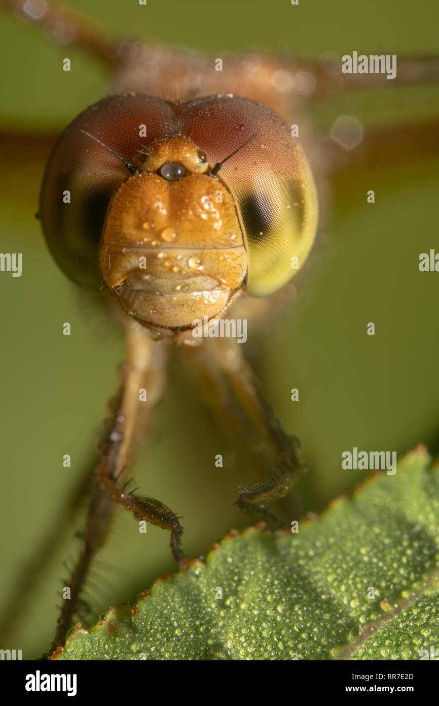 Portrait d'une libellule regardant la caméra. Globe wanderer dragonfly souriant et regardant la caméra Banque D'Images