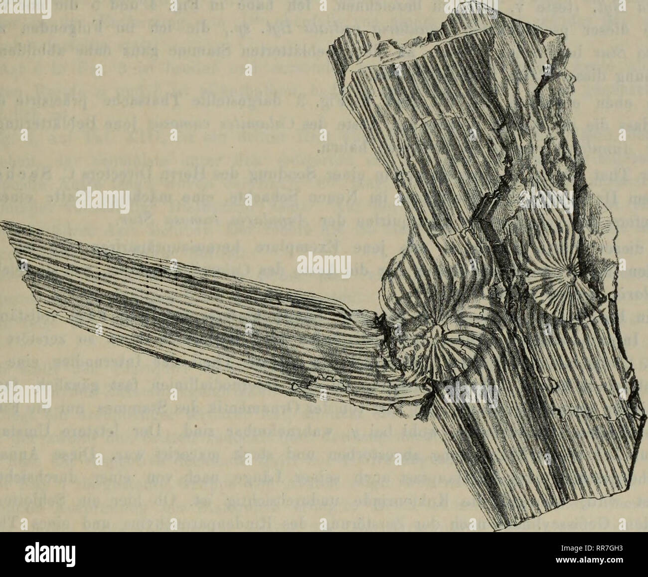 . Abhandlungen der Geologischen Bundesanstalt. La géologie, la paléontologie. Calamites ramosus Artis. 105 erhaltenen mit einem Diaphragma im Fond geschlossen. Um nun zu zeigen, dass nicht alle Astnarben einen erweiterten und mit einem geschlossenen Diaphragma Fond besitzen, führe ich ein dans dieser Hin- sicht gar schön erhaltenes, Stäche gesammeltes von Dr. Stück von der gräflich Hochberg'schen dans Textfig Waidenburg zu Grube. Vor 32. Ein breites 5cm Stammstück Internodiallinie mit einer zeigt une wohlerhaltene letzterer zwei sich, wie zum positif (Astnarben verhaltende Negativ dans der Position a b dans Te Banque D'Images