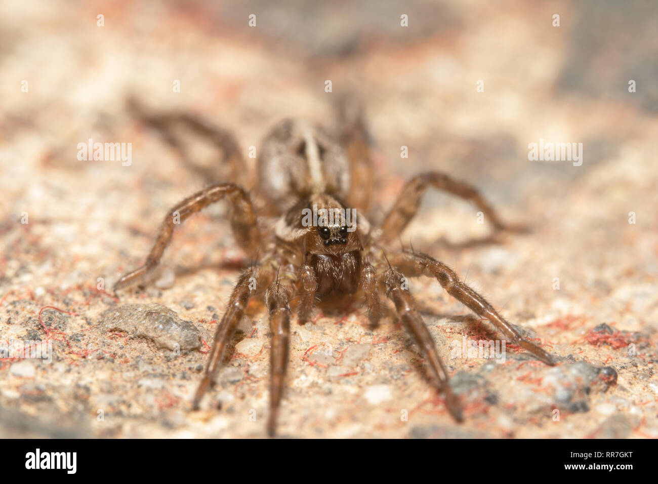 Thomisidae mélangé à un fond de béton. Camouflage dans la nature. Les yeux d'Araignée ressemble à une moustache à la recherche à l'appareil photo Banque D'Images