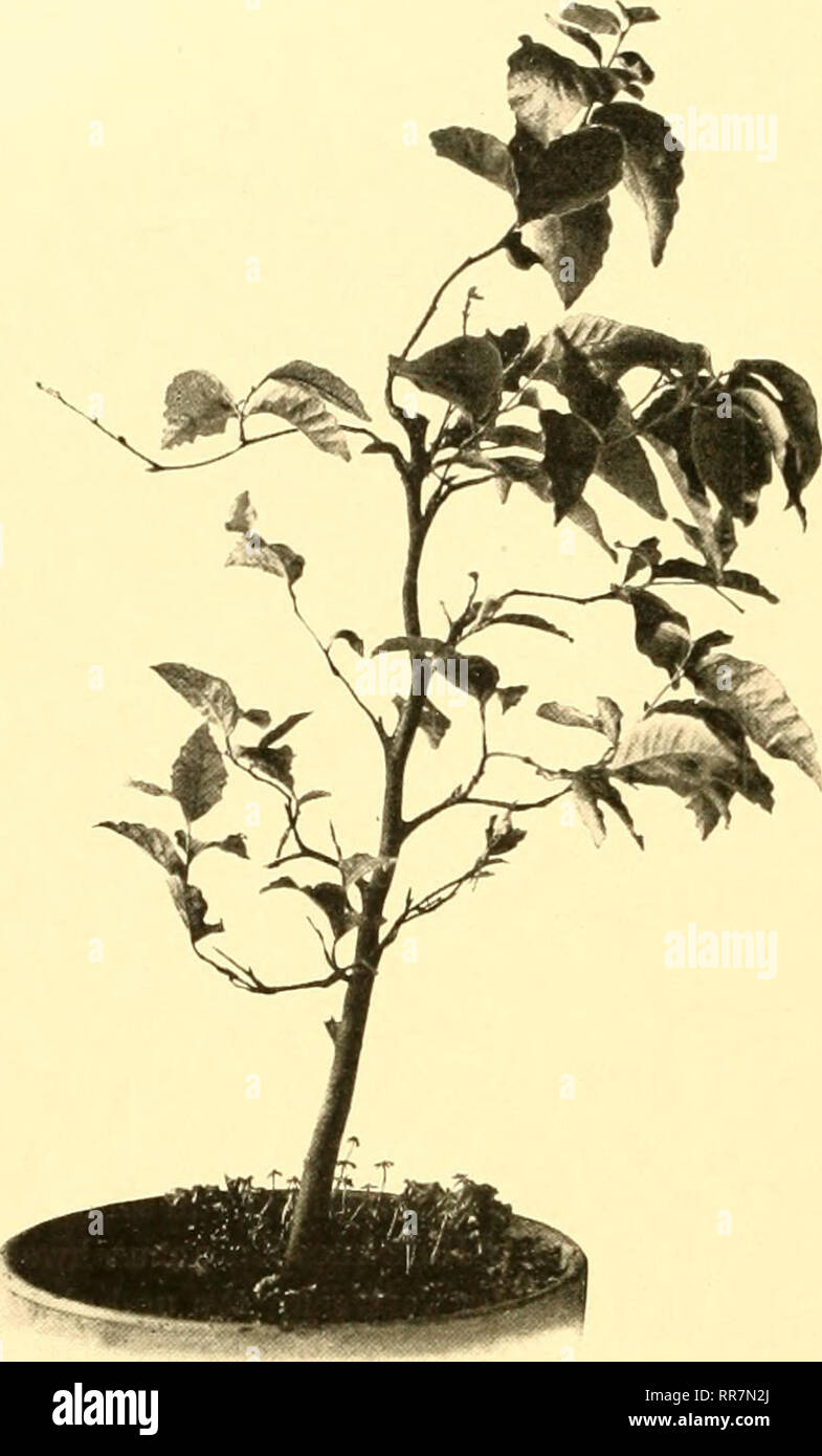 Abhandlungen. Sciences -- sociétés, etc. 20 G. Klebs : Buche II. Diese  Pflanze von ungefähr gleichem Modifier wie die erste nach. Ent- fernung  einiger oberer Zweige eine Länge von 46,5 cm