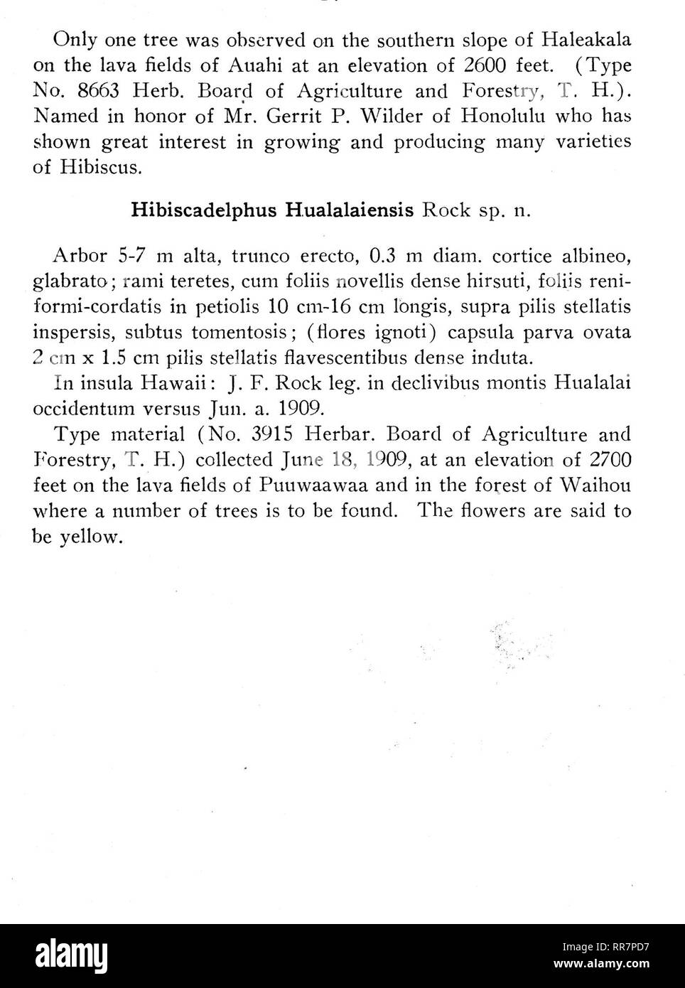 . Bulletin botanique. La botanique. Planche 6. Hibxscadelphus Huaklaiensis Rock. Montrant le feuillage, les fruits mûrs et les graines. Environ la moitié de la taille naturelle.. Veuillez noter que ces images sont extraites de la page numérisée des images qui peuvent avoir été retouchées numériquement pour plus de lisibilité - coloration et l'aspect de ces illustrations ne peut pas parfaitement ressembler à l'œuvre originale.. Hawaii. Division des forêts. Honolulu : Division des forêts Banque D'Images