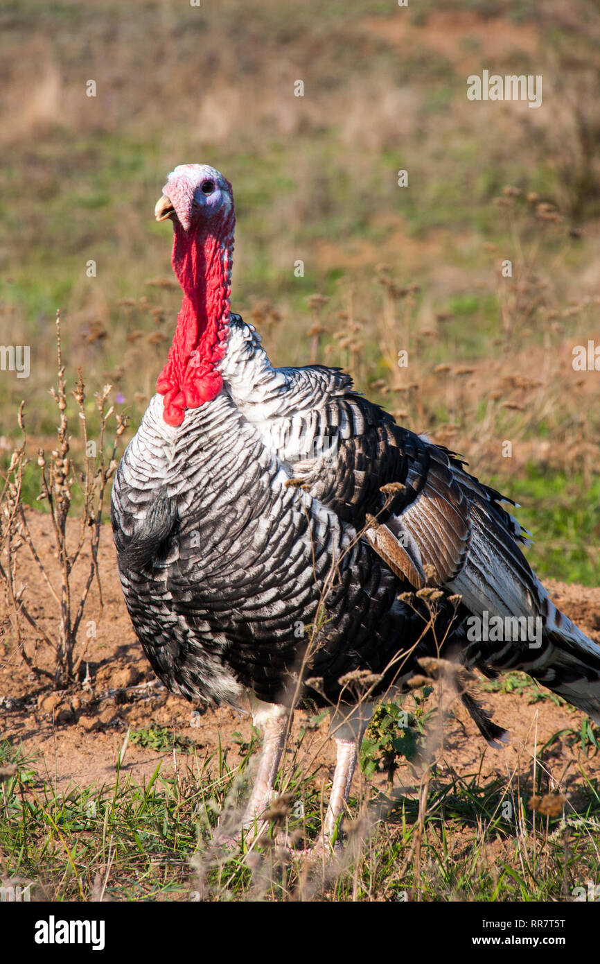 Turkeycock le pâturage sur l'herbe dans la campagne Banque D'Images