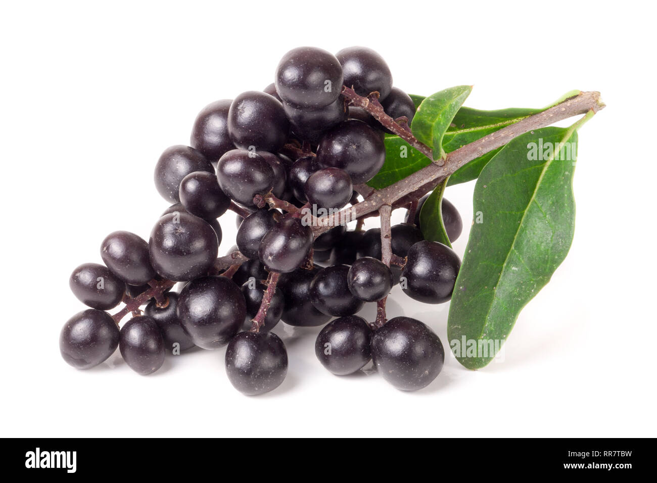 Succursale de troènes sauvages ou Ligustrum vulgare isolé sur fond blanc Banque D'Images