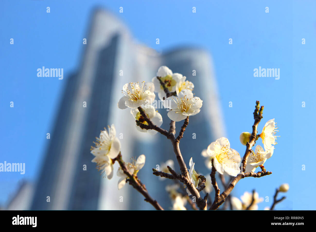 Au début du printemps quand les fleurs de prune, Busan, Corée du Sud, Asie Banque D'Images