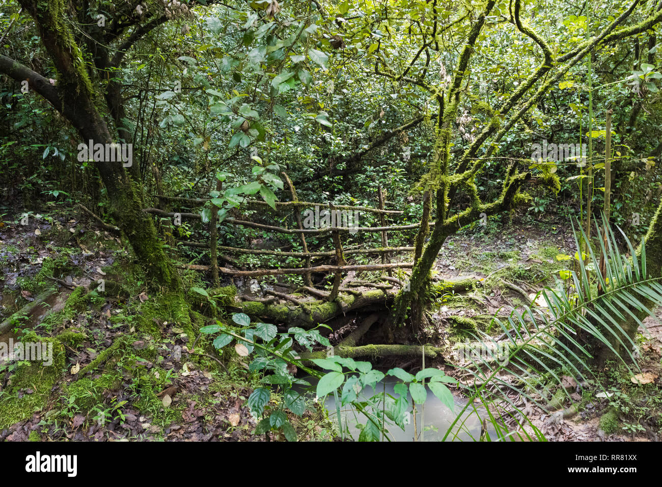 Un pont sur un ruisseau dans les jungles du Kenya. Forêt de Kakamega, Afrique Banque D'Images