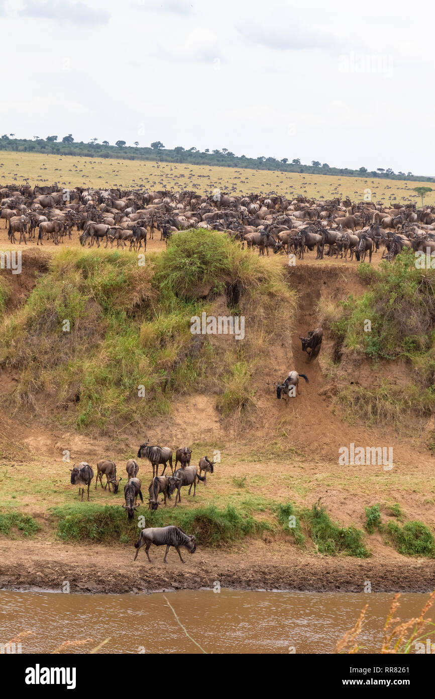 Beaucoup d'animaux à sabots sur la rive. Le Masai Mara, Kenya (Rev.2) Banque D'Images