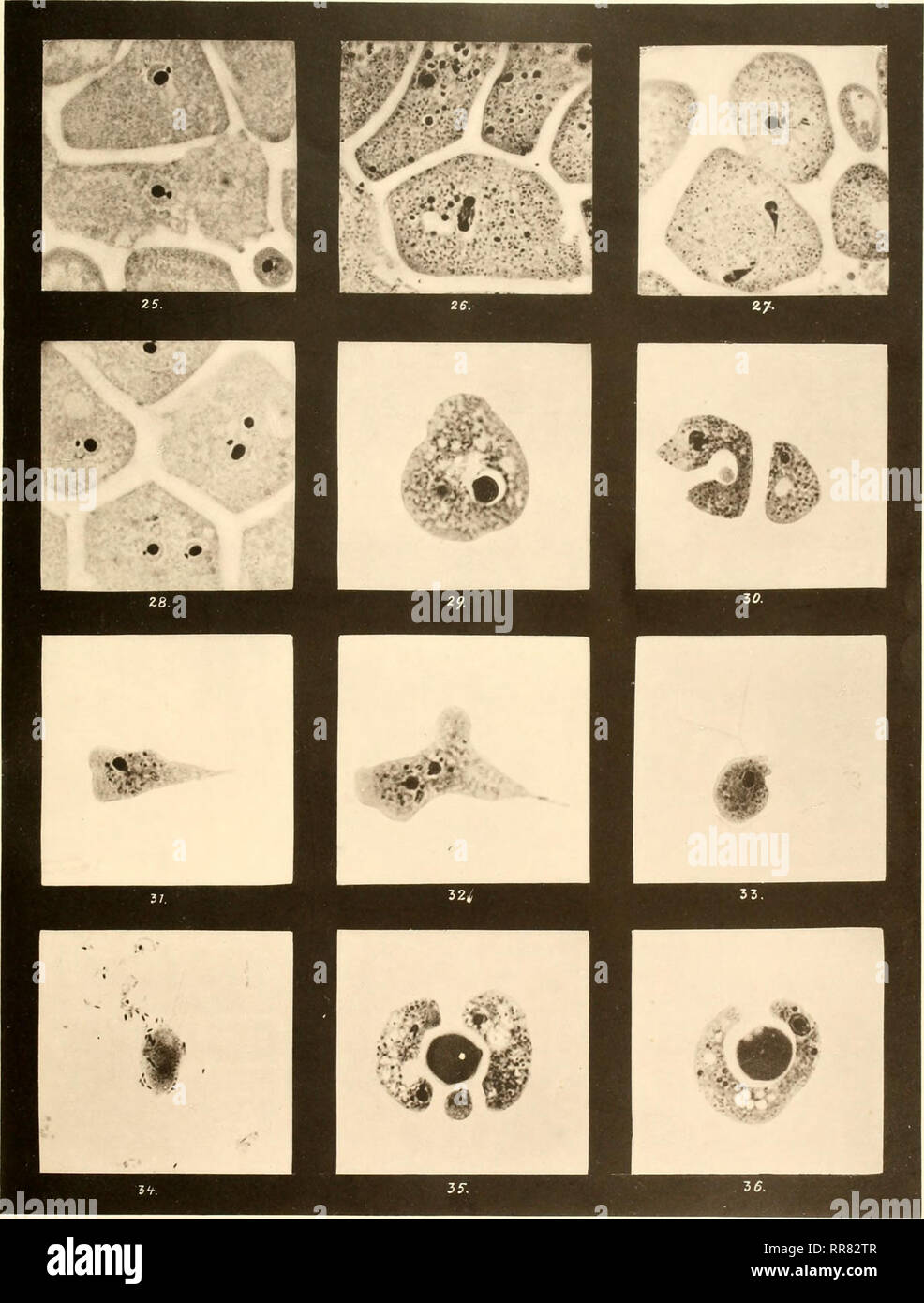 . Abhandlungen. Sciences -- sociétés, etc. V:j-je..lf.wski II. Hir, l, r,-l,I. . Kulflirain}si-..n. III. de Tafel. Wiisiflcwski Illuik , von phol]. [ :. Oli.rni'tler, Müin AlihanJIuii lifii-HeiJelberger^in der Akademie der Wissenschaften. Heim-Sliftunjj Lnnz ich. Mathematisch-naturwi senscliaftliche^.- Klasse. li)IO. 1. Lianillunii Al)'.. Veuillez noter que ces images sont extraites de la page numérisée des images qui peuvent avoir été retouchées numériquement pour plus de lisibilité - coloration et l'aspect de ces illustrations ne peut pas parfaitement ressembler à l'œuvre originale.. Heidelberger Akademie der Wissenschaften. Mat Banque D'Images