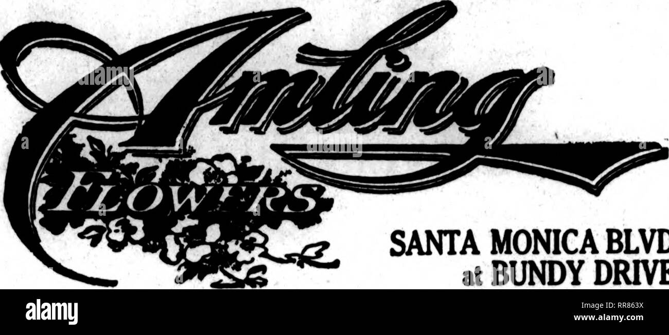 . Les fleuristes [microforme] examen. La floriculture. LOS ANGELES, CAL Qpick Senrice à toute partie de LOS ANGELES HOLLYWOOD SANTA MONICA OCEAN PARK BEVERLY HILLS SAWTELLE VENISE. Les États F. D. T. AMLING SERVICE à n'importe quel endroit dans le sud de la Californie Santa Monica Blvd. Une MONICA BLVD. f un ^^J""e tol à BUNDY DRIVE. Los Angelas, Lai. s Une rrancisco Oakland, Berkeley et environs CHAS. C. NAVLET CO. ! Trois magasins : 423 et 427 Market Street SAN FRANCISCO, CALIFORNIE. 917 Washington Street Oakland, Californie. 20 et 22 à l'Est de la rue San Fernando.. ..SAN JOS£. CALIF. LOS ANGELES ENVOYEZ VOS COMMANDES À Broadway Membre Fleuriste F Banque D'Images
