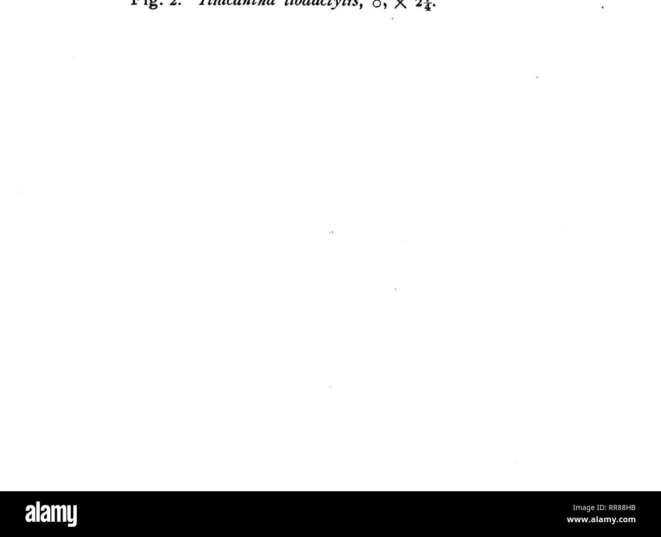 . Études en histoire naturelle. Histoire naturelle ; l'histoire naturelle. . Veuillez noter que ces images sont extraites de la page numérisée des images qui peuvent avoir été retouchées numériquement pour plus de lisibilité - coloration et l'aspect de ces illustrations ne peut pas parfaitement ressembler à l'œuvre originale.. Université de l'Iowa ; State University of Iowa ; fabrication d'Amérique Projet. Iowa City, IA Banque D'Images