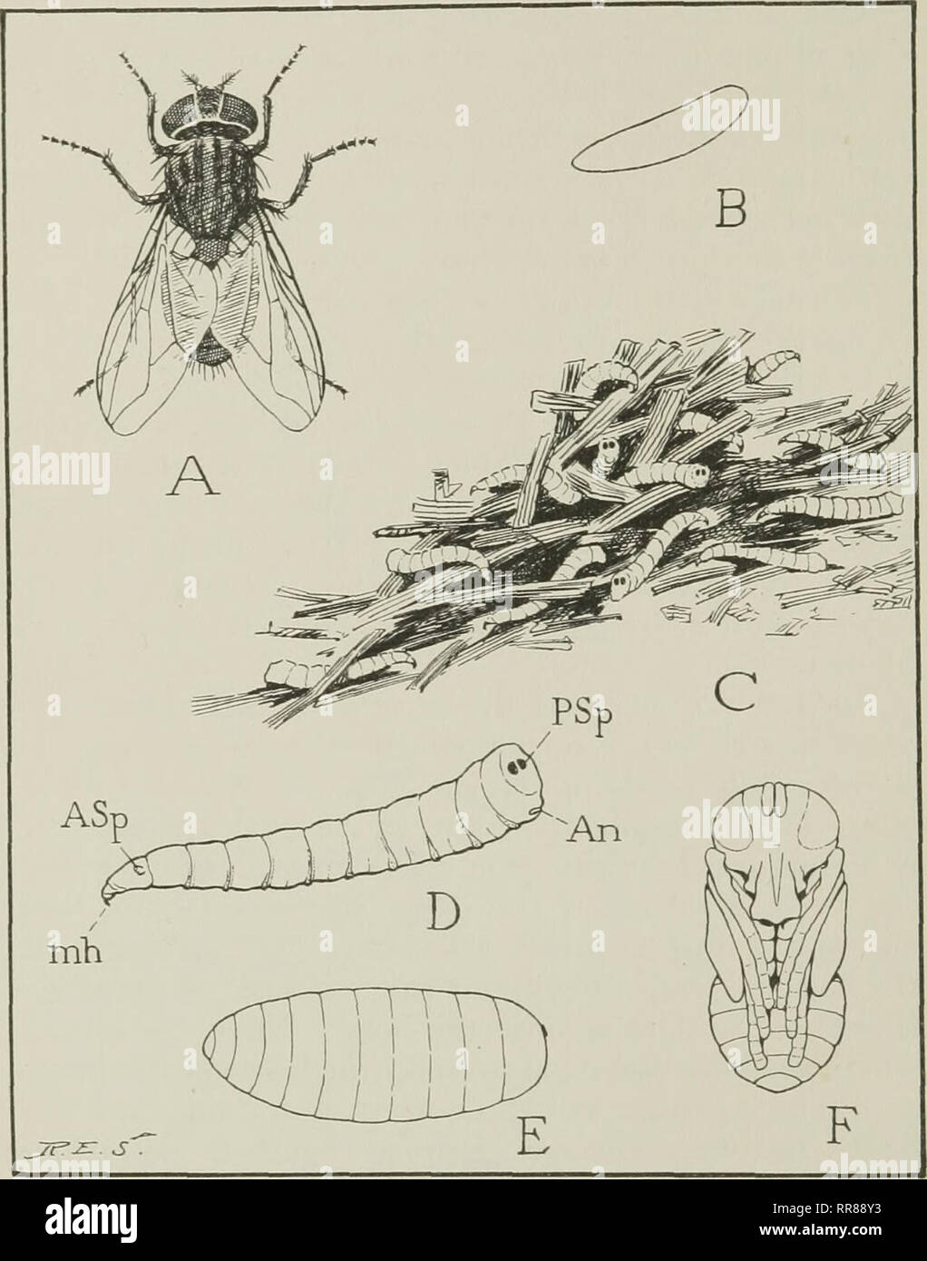 . Les insectes, leurs moyens de vie. Les insectes. Les INSECTES. Maintenant sa peau durcit et contrats jusqu'à la créature prend la forme d'un petit, une carapace dure, capsule ovale, appelé une pupe (Fig. 182 E).. Fig. 182. La Mouche domestique, Musca domestica A, la mouche adulte (5  % fois grandeur nature). B, la mouche domestique (oeufs) largement intensifié. C, les larves, ou des vers, dans le fumier. D, une larve (plus grande). E, la pupe ou durcie, la peau des larves qui devient une affaire dans laquelle la larve se transforme en pupe. F, la nymphe J 344]. Veuillez noter que ces images sont extraites de la page numérisée des images qui peuvent avoir Banque D'Images