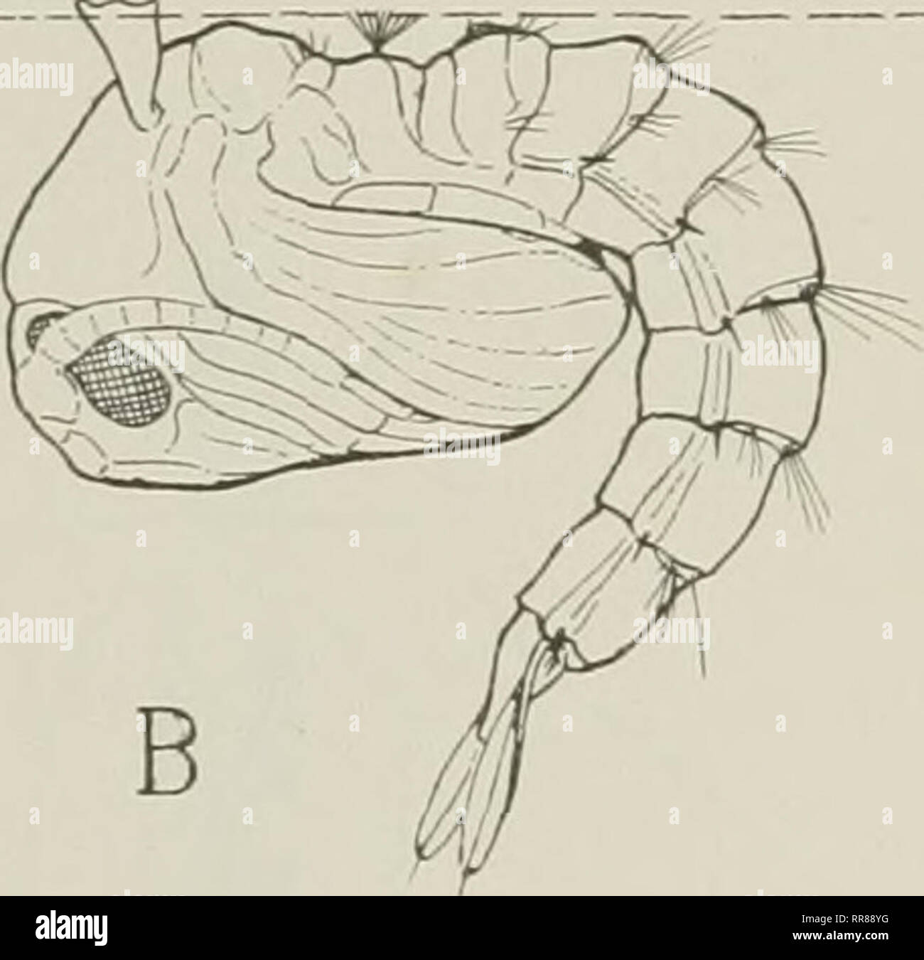 . Les insectes, leurs moyens de vie. Les insectes. Fig. 179. Les nymphes de moustiques en position naturelle en appui sur la surface de l'eau UN, Aedes atropalpus. B, Anopheles punclipennis la surface pour l'air. Dans sa recherche de nourriture il nez à propos de la refuser au fond de l'eau et consomme avec appétit con- insectes morts et de petits crustacés. La nymphe comme- sage (Fig. 179 A) ne diffère pas sensiblement d'une pupe de Culex. Calme quand il flotte à la surface de l'eau avec l'ensemble de l'arrière de son thorax contre la surface du film et les conseils de ses tubes de respiration au-dessus de la surface. Probabl Banque D'Images