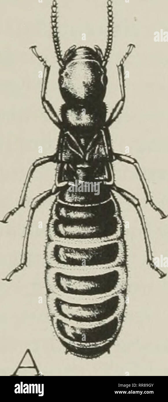 . Les insectes, leurs moyens de vie. Les insectes. Les TERMITES lui-même dans son deuil, par l'adoption de tout un harem de jeunes femmes à ailes courtes. Mais si lui aussi doit être perdu, alors les travailleurs de donner la succession à une ou plusieurs paires de la deuxième ou troisième caste des formes de la reproduction, à qui ils accordent les prérogatives royales. Les descendants de l'une des castes fertiles comprendra la caste des parents et toutes les castes en dessous d'eux. En d'autres termes, seuls les formes ailées peut produire toute la série des castes ; court-winged parents ne peuvent pas produire des descendants ailés et aptères ; les parents peuvent Banque D'Images