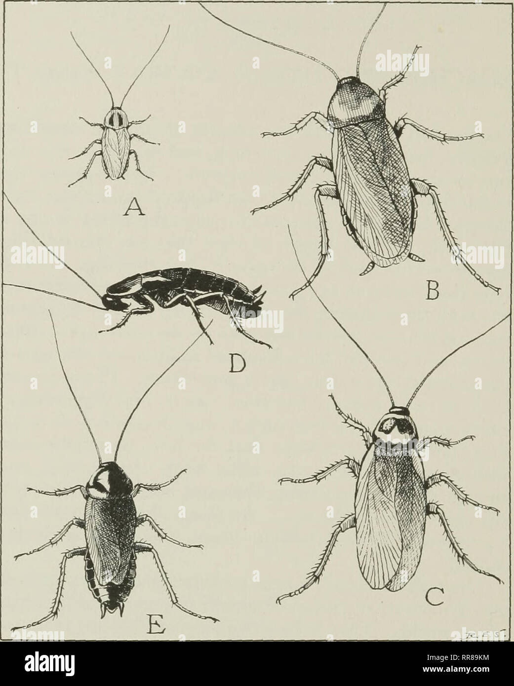 . Les insectes, leurs moyens de vie. Les insectes. Pou LES INSECTES/' Les Romains l'appelaient Blatta, et sur ce son nom scientifique de la famille Blattidae est fondée. Une petite espèce Fairope ot, nommé par l'entomologistes. Fig. 49. Les quatre espèces de blattes domestiques communs, un Allemand le Roach, ou Croton bug, Blattelia germanica (longueur  %"). B, la blatte américaine Periplaneta arnericana j3g Longueur (po). C, la blatte Periplaneta australasiae australienne (longueur 1 %"). D'ailes, la femelle de l'Oriental Roach, Biatta orientalis (longueur i&gt;8 pouces). E, the winged ma Banque D'Images