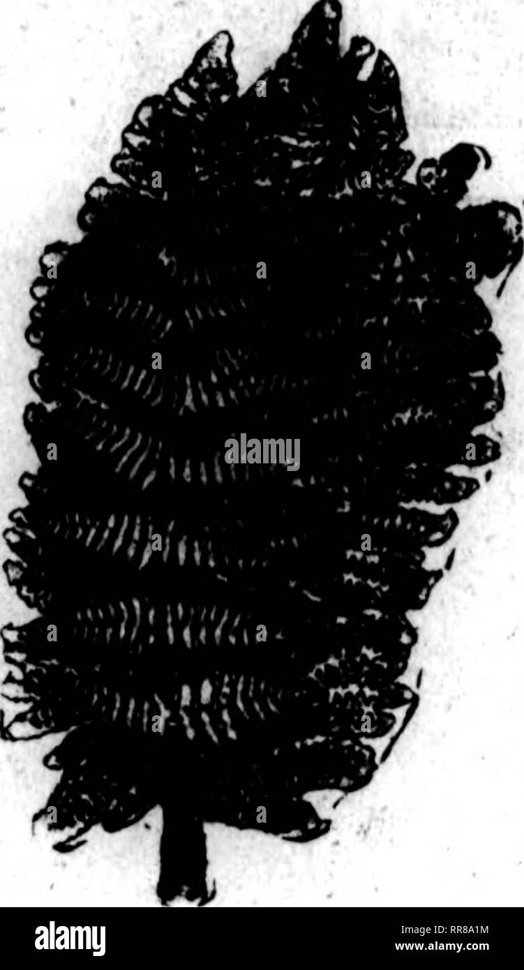 . Les fleuristes [microforme] examen. La floriculture. Fougères fantaisie 2,60 $ 2,50 $ 1000 pw pw WOO Hudddbcnry Vine, 604b. oaM f 7.M 100 •l.lOl 1000 Jim iraen toonn 19MI, KT'ourton 1"B0 10 oartoos... Lmmvm 14,00 Galax, vert, d'eaw par • GRBBN 18,00 10,000 8HBBT HOSS, rvrr baiket ine pour travailler, trimmiag poti. eto., par sac 2J00 N"""" par balle 1,80. Coupure D'ALIMENTATION DE PLEIN FLOWBR8 À TOUS. mcnGiUI TDK8 Échange de fleurs coupées, 'tUi Rudolph St.,Detroit,Nicli.. Veuillez noter que ces images sont extraites de la page numérisée des images qui peuvent avoir été retouchées numériquement pour plus de lisibilité - coloration et l'aspect de ces illu Banque D'Images