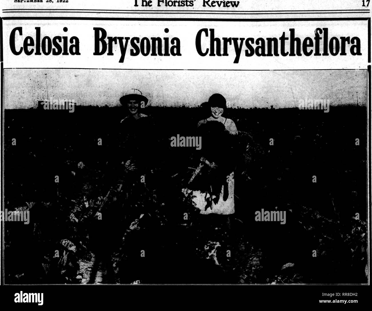 . Les fleuristes [microforme] examen. La floriculture. Septbmbbr Horists 28, 1022 l' examen. "Ils se vendent mieux que les mamans" Vente spéciale afin de présenter de manière plus approfondie la Célosie Brysonia Chrysantheflora nous faisons une offre spéciale pour cette semaine, de ces belles fleurs. La célosie Brysonia Chrysantheflora Taille exposition $6.75 par douzaine, 4 douzaine de 25 $ y compris nos couleurs de nouveauté comme de vieux rose, saumon, Golden Shell, glycines, rose, violet, vert Nil, Mulberry. Citron, Orange et marron. Ces devrait facilement au détail à lS.OO par douzaine si vous n'avez pas les vendre comme les fleurs coupées, Banque D'Images