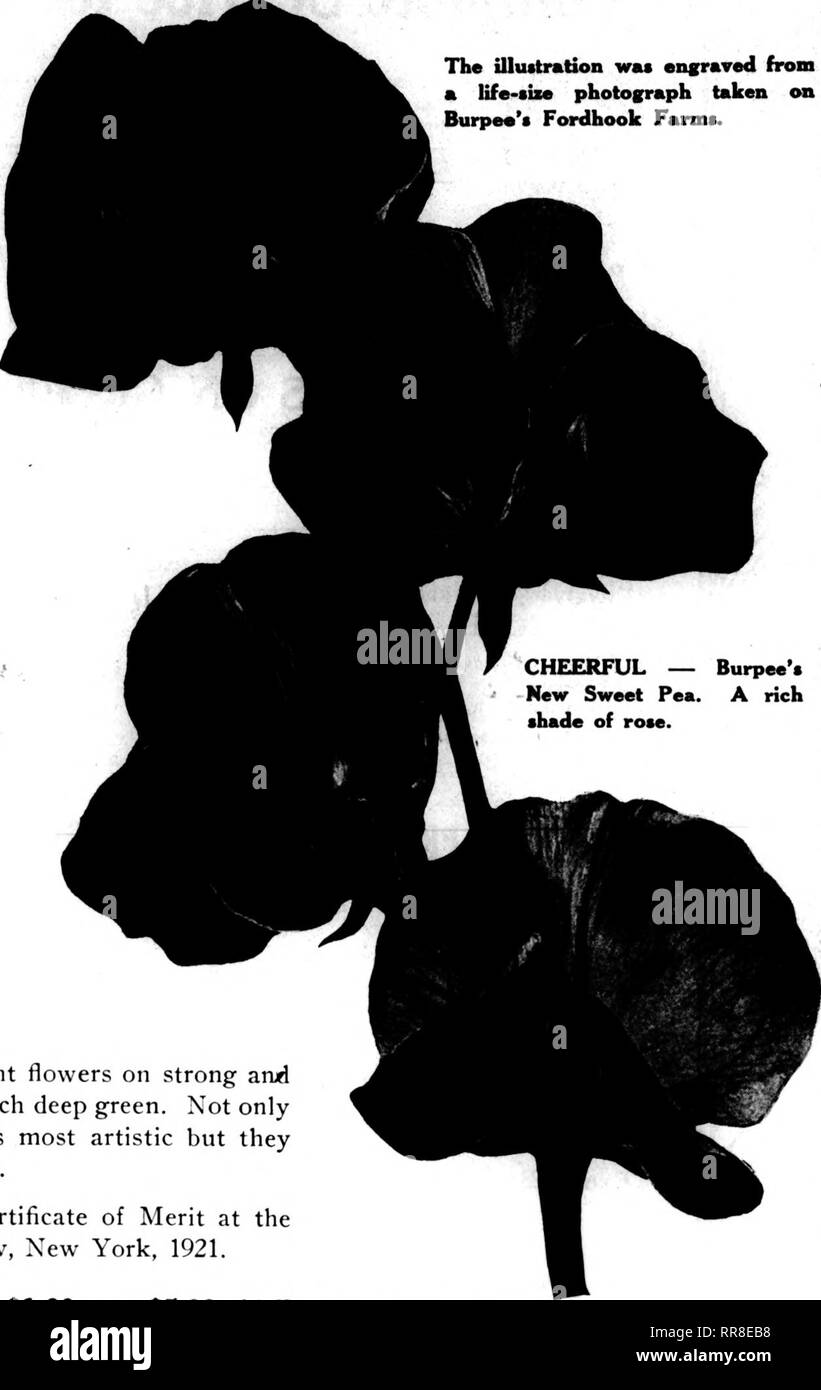 . Les fleuristes [microforme] examen. La floriculture. 10 &gt ;"F".&gt ; ? :. ', FSf-, ? J'• ? ?' v'T'i '^ Rcvkw , les Florists' ?M ?" ; ' : JuLX 13, 1922 CHEERFUL Burpee's nouvelle floraison d'hiver Pois de cette belle nouveauté est un tout nouveau de l'ombre entre le début de la floraison d'hiver ou les petits pois. Il n'est plus ap- propriately nommé, la couleur étant un "joyeux" ombre douce de Begonia-rose. La couleur est pure tout au long de avec pas d'autres teintes. Quelques variétés d'imposer une telle grappe ce grand bijou. Les fleurs combiner taille immense avec une bonne forme. La norme est large et bien agité. Les ailes sont Banque D'Images