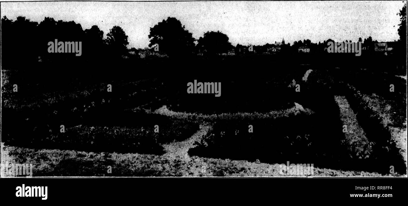 . Les fleuristes [microforme] examen. La floriculture. "" !  ?'."""R ;.T"" Sbptbmbeb Rorists 21, 1922 l' examen 23. Lit de Cannas plantés par usine Reeser Co. qui a remporté de concours de Springfield, O., fleuristes. habillé avec un mélange de bon terreau ou compost, avec lequel la semence est mixte. Bon turf nécessite de fréquents clipping, disons deux fois par semaine, pendant la saison de croissance rapide, et il est conseillé de re- pousser l'herbe coupée. En période sèche il est impossible de maintenir la pelouse en bon état sans arrosage, et d'un trempage complet occasionnel est meilleur que fréquente- wettings la lumière. C'est di Banque D'Images