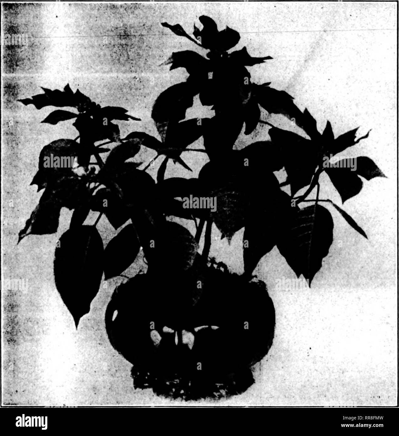. Les fleuristes [microforme] examen. La floriculture. Les poinsettias en pleine croissance. À des fins commerciales. Le poinsettia est botaniquement connu comme Euphorbia pulcherrima et popula- tion comme le Mexique-flamc lcaf ; ce dernier nom est dérivé du fait que la plante est originaire du Mexique et de l'bractées rouge flamboyant qu'elle produit. Le poinsettia est la plante de Noël- lar, parce que sa couleur est si symbolique de la bonne sensation et applaudir qui prévalent dans l'atmosphère à Noël. L'usine n'est pas difficile à cultiver, mais il exige une grande attention à de nombreux petits détails. La température de l'hous Banque D'Images