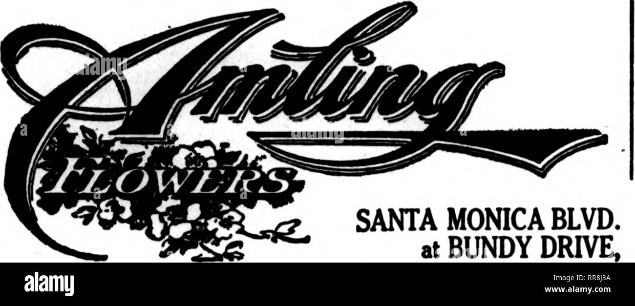 . Les fleuristes [microforme] examen. La floriculture. LOS ANGELES, CAL. ^Mck n'importe quelle partie de LOS ANGELES HOLLYWOOD SANTA MONICA OCEAN PARK BEVERLY HILLS SAWTELLE VENISE. Les États F. D. T. AMLING SERVICE à n'importe quel endroit dans le sud de la Californie Santa Monica Blvd. Une MONICA BLVD. J'^^^J., UN^^ à Tol BUNDY DRIVE, Los Angcles, Lai. LOS ANGELES ENVOYEZ VOS COMMANDES À Broadway Membre Fleuriste F. T. D. 414. LOS ANGELES BROADWAY HERBERT BATEMAN, Inc. ART FLORAL 647 South Grand Avenue Los Angeles, Californie REDONDO CO. FLORAL 218 West Seventh Street de Uemben Deliyery Telegraph pour fleuristes A. KNOPF F. B. REYHOND A. F Banque D'Images