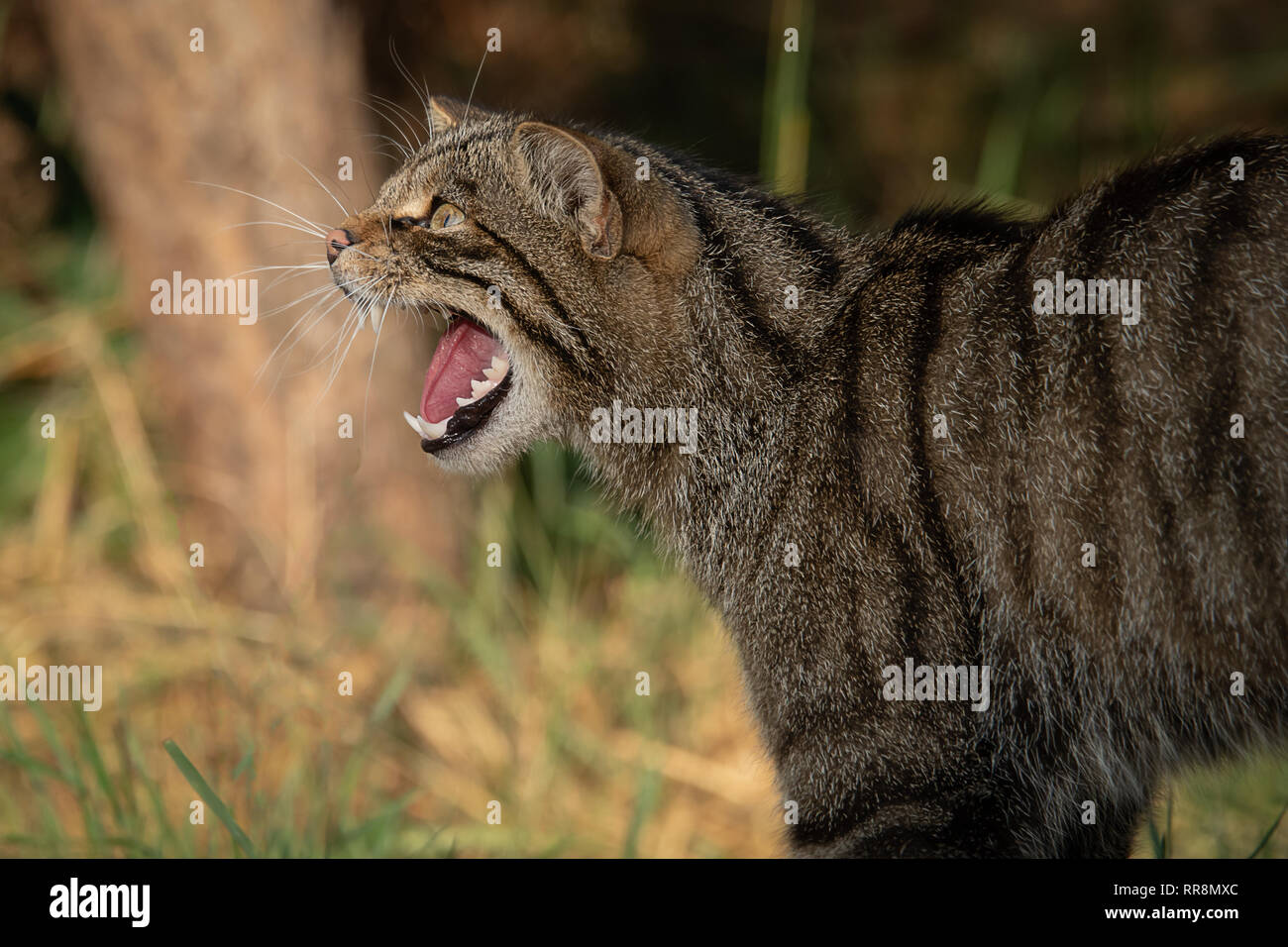 Un Close Up Side View Portrait D Un Chat Sauvage Ecossais Orientee Sur La Gauche La Gueule Ouverte Montrant Les Dents Et Rugissants Photo Stock Alamy Un Close Up Side View Portrait D Un Chat Sauvage Ecossais Orientee Sur La Gauche La Gueule Ouverte Montrant Les Dents Et Rugissants Photo Stock Alamy