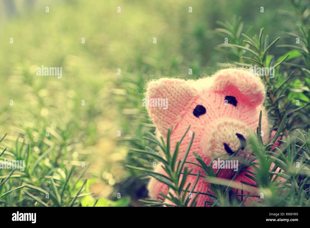 Incroyable scène amusante avec des cochon rose se cacher dans le jardin de romarin, Close up shot d'étoffes piggy visage parmi des plantes vertes avec l'arrière-plan flou Banque D'Images