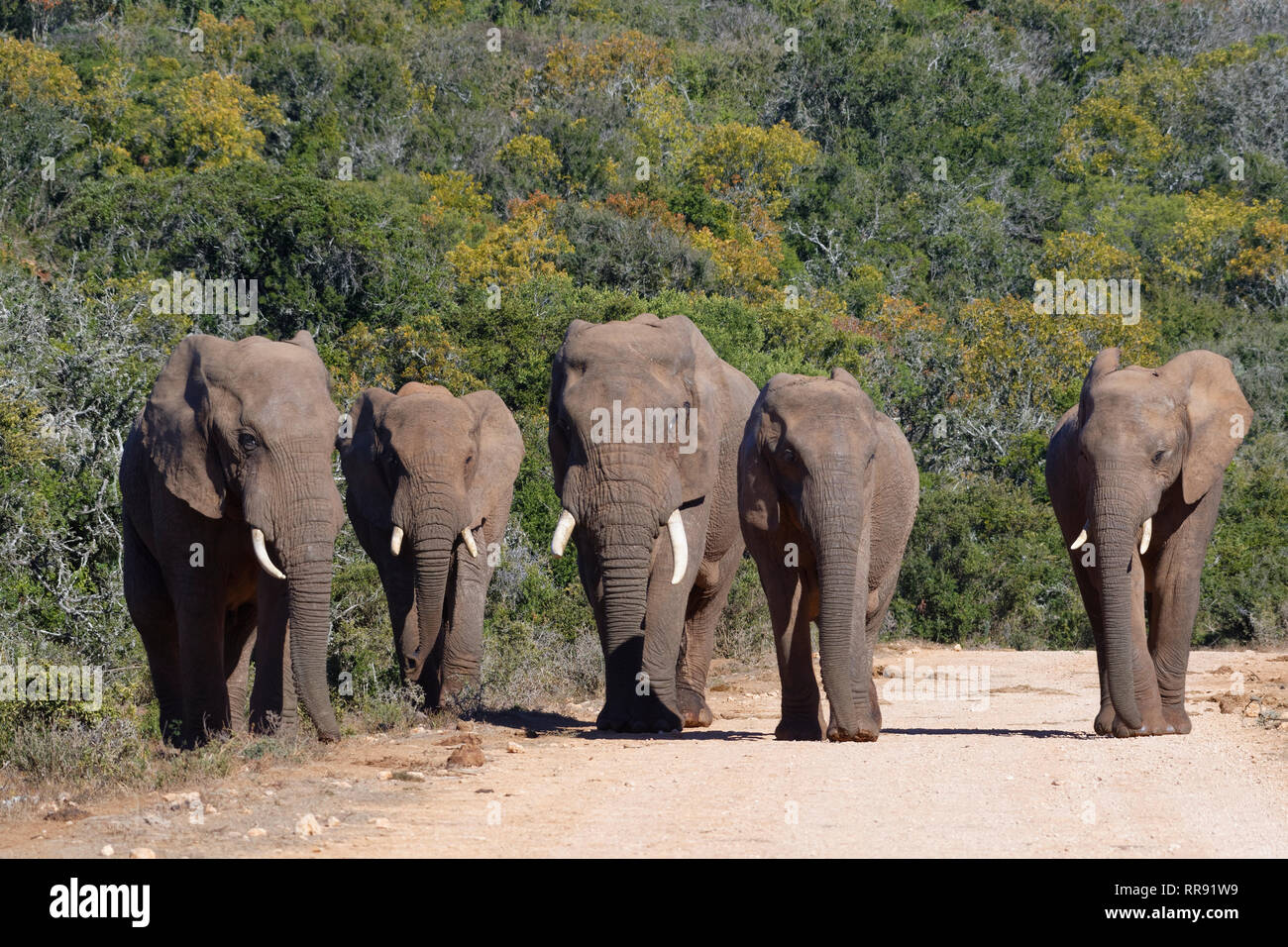 Bush de l'Afrique de l'éléphant (Loxodonta africana), troupeau, marche sur un chemin de terre, l'Addo Elephant National Park, Eastern Cape, Afrique du Sud, l'Afrique Banque D'Images