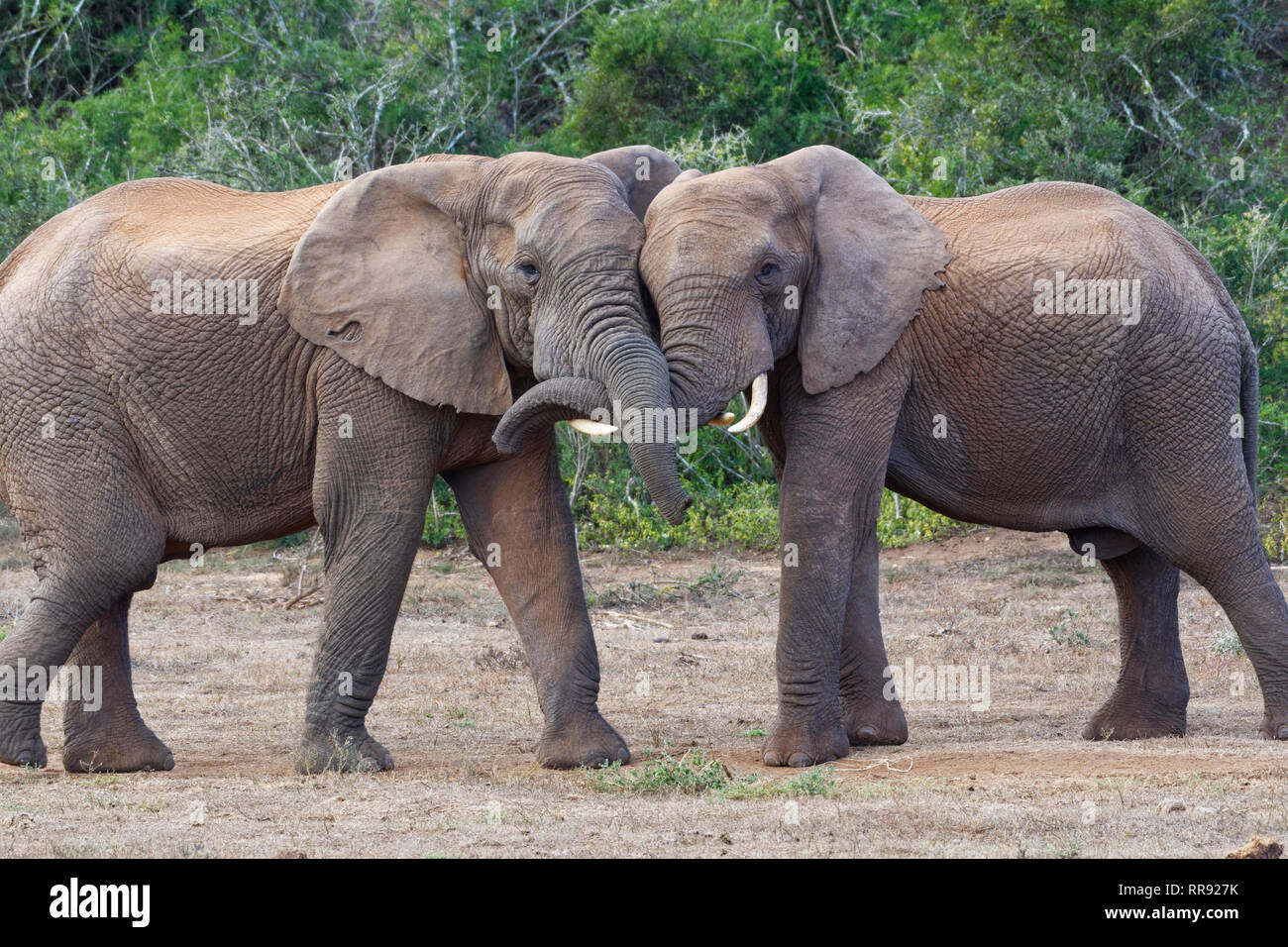 Bush de l'Afrique de l'éléphant (Loxodonta africana), deux mâles adultes jouant lutte, face à face, l'Addo Elephant National Park, Eastern Cape, Afrique du Sud Banque D'Images