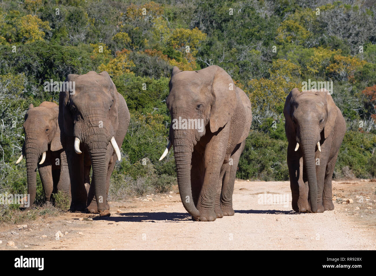 Bush de l'Afrique de l'éléphant (Loxodonta africana), troupeau, marche sur un chemin de terre, l'Addo Elephant National Park, Eastern Cape, Afrique du Sud, l'Afrique Banque D'Images
