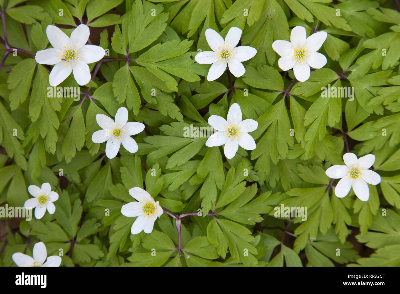 La botanique, l'anémone des bois (anemone nemorosa), fleurs blanches au  printemps, Additional-Rights Clearance-Info-Bavière,-Not-Available Photo  Stock - Alamy