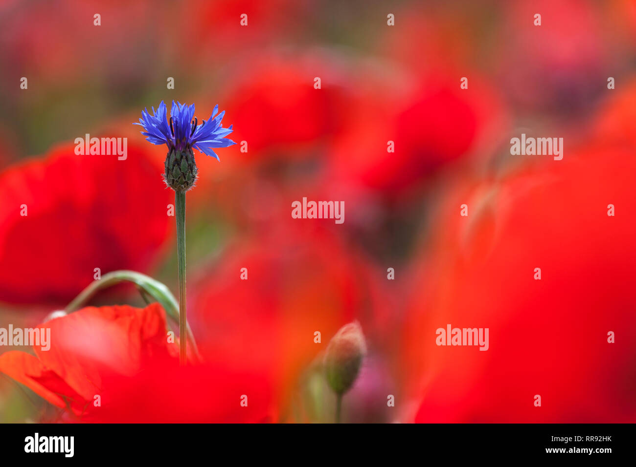 La botanique, dans champ de coquelicots bleuet (Centaurea cyanus) avec Papaver rhoeas, Additional-Rights Clearance-Info, Bentfeld--Not-Available Banque D'Images