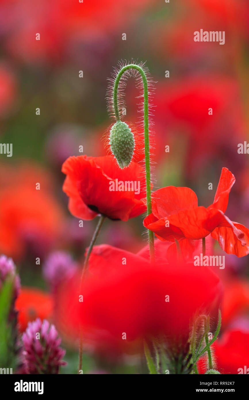 La botanique, avec terrain et trèfle incarnat Trifolium incarnatum coquelicot, Papaver rhoeas, Bentfeld avec Additional-Rights Clearance-Info,--Not-Available Banque D'Images