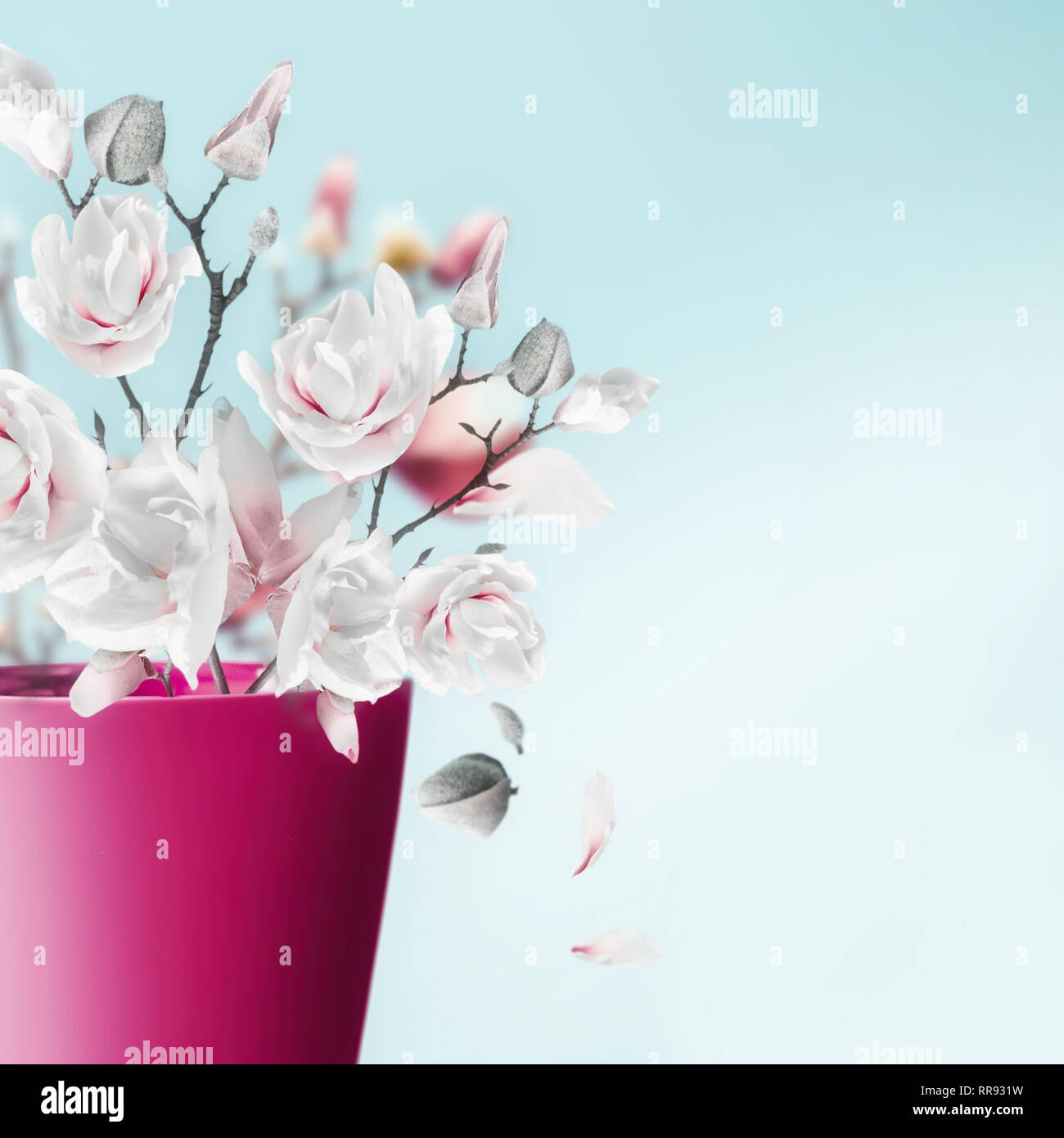 Vase avec de jolies fleurs de printemps bouquet de magnolias et de pétales  tomber au fond bleu clair, Close up . Arrangement de fleurs. Valentines,  féministe, nous Photo Stock - Alamy