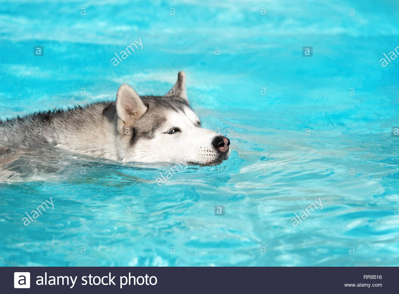 Un Chien Femelle Husky Sibérien Est De Nager Dans Une