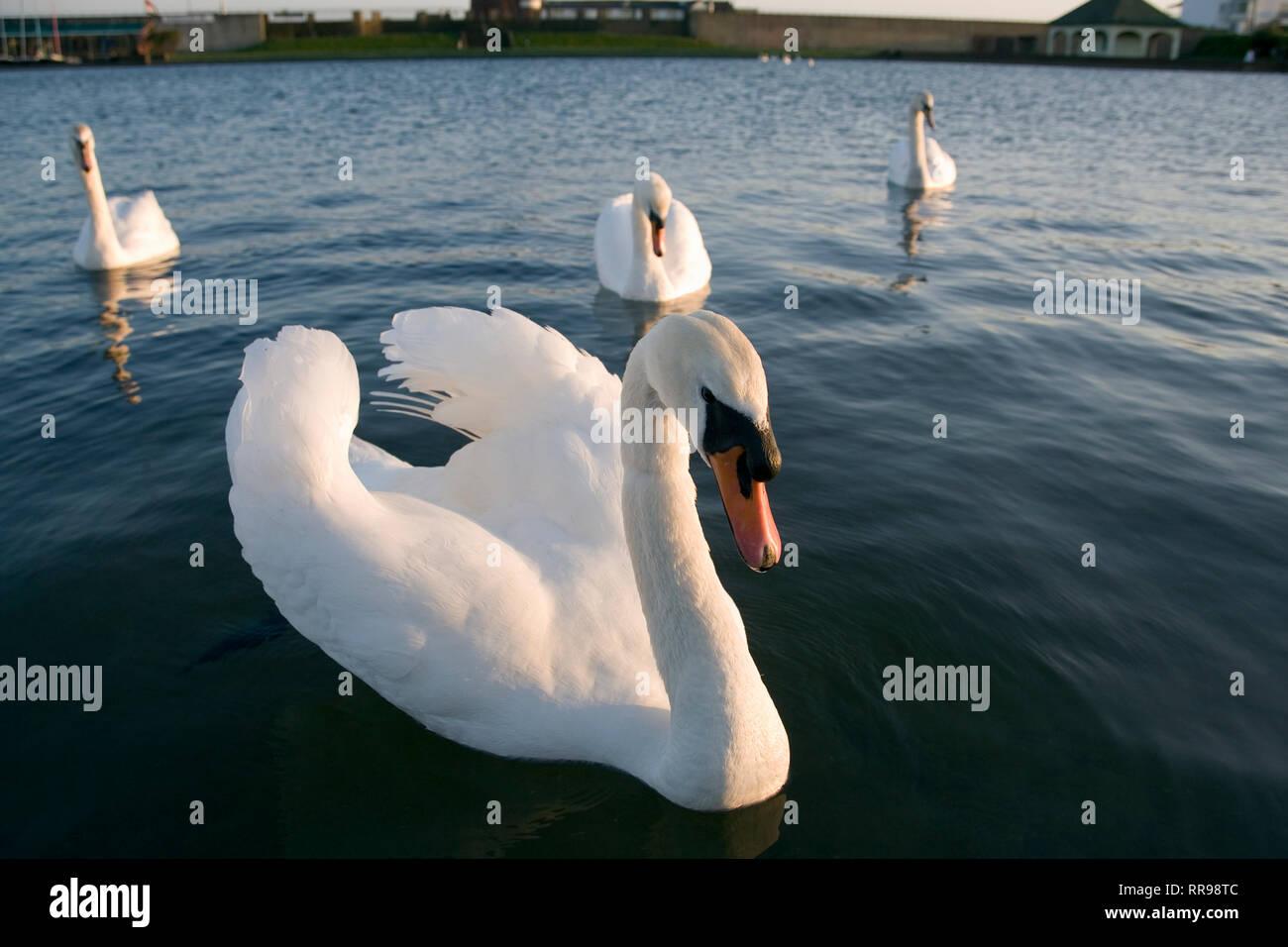 Les cygnes tuberculés sur l'eau à Hove Lagoon, UK Banque D'Images