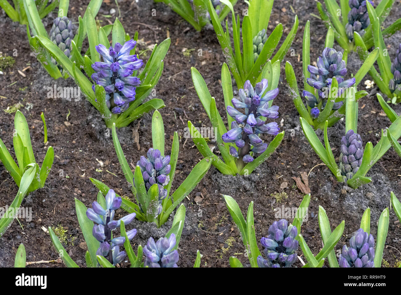 Pink Hyacinthus orientalis, Espèces, Jacinthe. Les fleurs à bulbe de printemps attrayant. Toutefois très parfumées les ampoules contiennent un poison appelé aci oxalique Banque D'Images