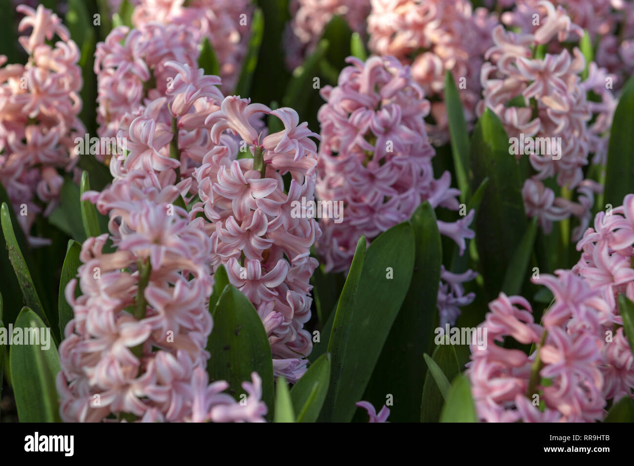 Pink Hyacinthus orientalis, Espèces, Jacinthe. Les fleurs à bulbe de printemps attrayant. Toutefois très parfumées les ampoules contiennent un poison appelé aci oxalique Banque D'Images