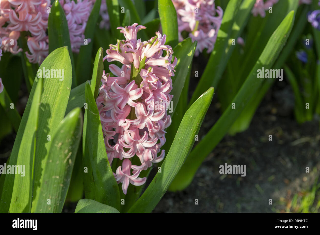 Pink Hyacinthus orientalis, Espèces, Jacinthe. Les fleurs à bulbe de printemps attrayant. Toutefois très parfumées les ampoules contiennent un poison appelé aci oxalique Banque D'Images