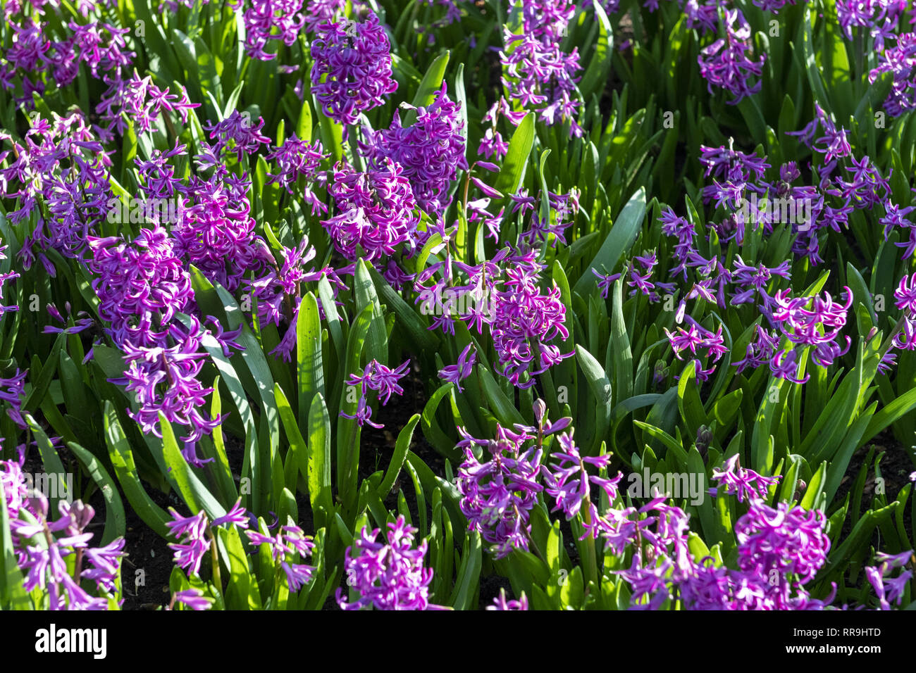 Purple Hyacinthus orientalis, Espèces, Jacinthe. Les fleurs à bulbe de printemps attrayant. Toutefois très parfumées les ampoules contiennent un poison appelé un oxalique Banque D'Images