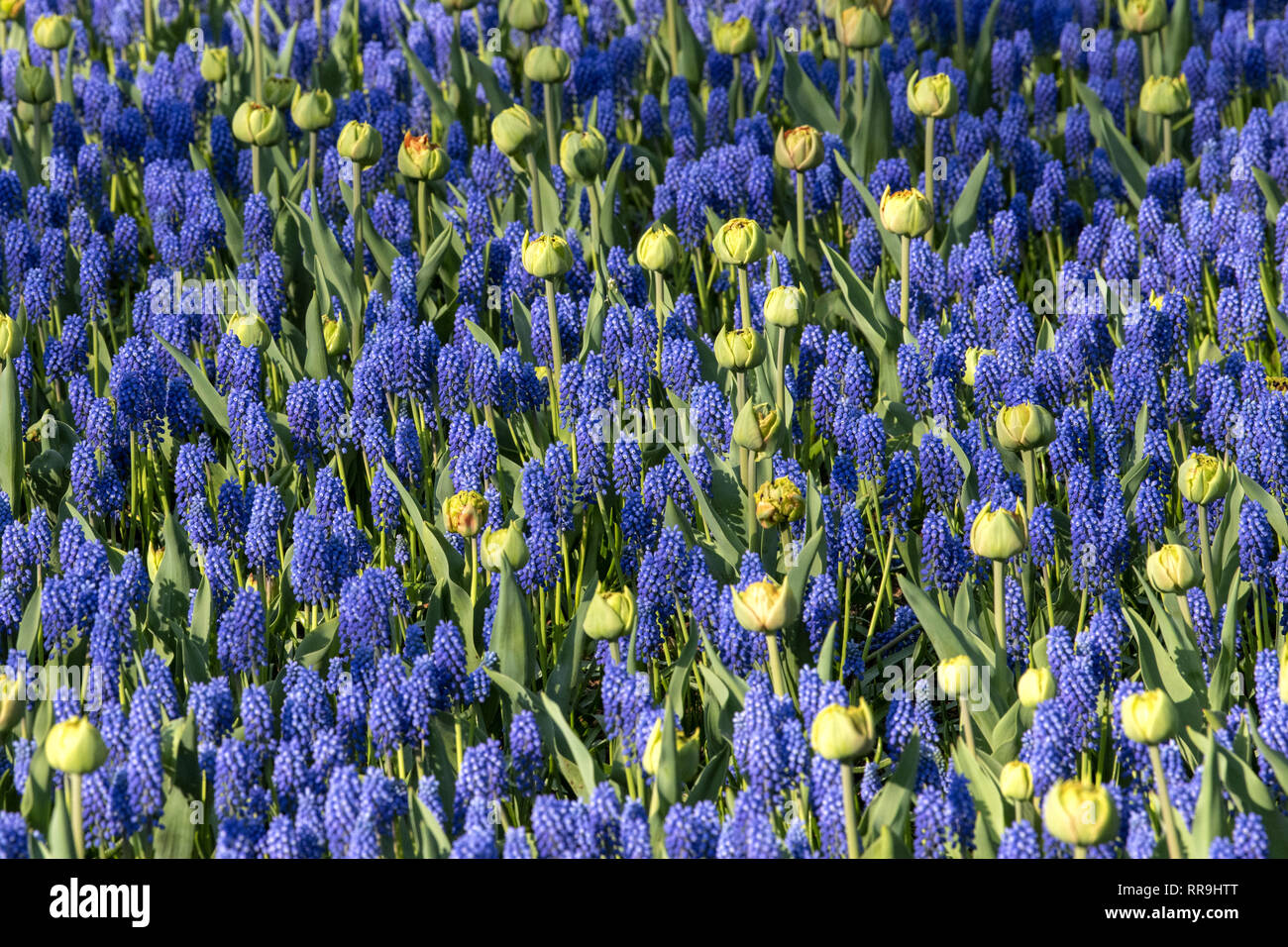 Hyacinthus orientalis, Espèces, Jacinthe. Les fleurs à bulbe de printemps attrayant. Toutefois très parfumées les ampoules contiennent un poison appelé acide oxalique, Th Banque D'Images