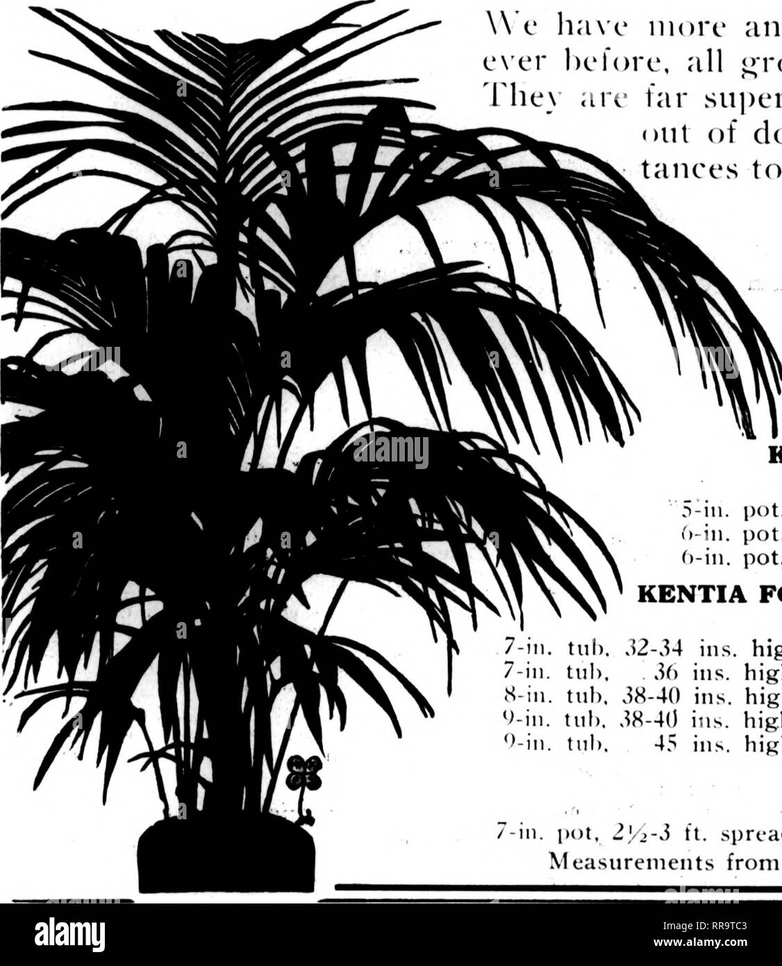 . Les fleuristes [microforme] examen. La floriculture. ." ;"Tf' r""*''TJi'an'tr-"^ T'v'/^^'&gt ;^.'r.^7"^«^^7 wwiiTfnijv• T. ?,7H 'wf'' ' »^^r. 18 Les fleuristes^ AVOUHT Examen 10. 10'22 JOSEPH IL ACOCK CO., Wyncote, PA.. 2'/i-u. pot h;ie plus et l)etter ])aumône à ofil'cr cette année que l'orc hd. Tout ce que j'^^ri semences de bail sur ht sur notre propre place. sont de loin supérieurs et à l'usure que les plantes cultivées hetter •allumé de portes en maisons à lattes, envoyé en temps dis- ances de l'Kastern Middle West et marchés. Spinosa var. inermis cocos chaque 6-8 ins. haute de 0,15 $ 2'A-m. pot, 8-10 ins..... 20 ARECA LUTESCENS- plan{. Banque D'Images