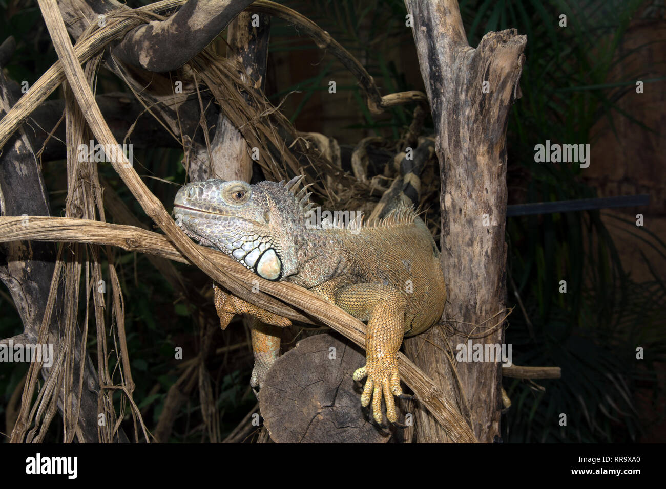 OXON ; BrIZE NORTON ; MONDE ; CROCODILE iguane vert (Iguana iguana) Banque D'Images