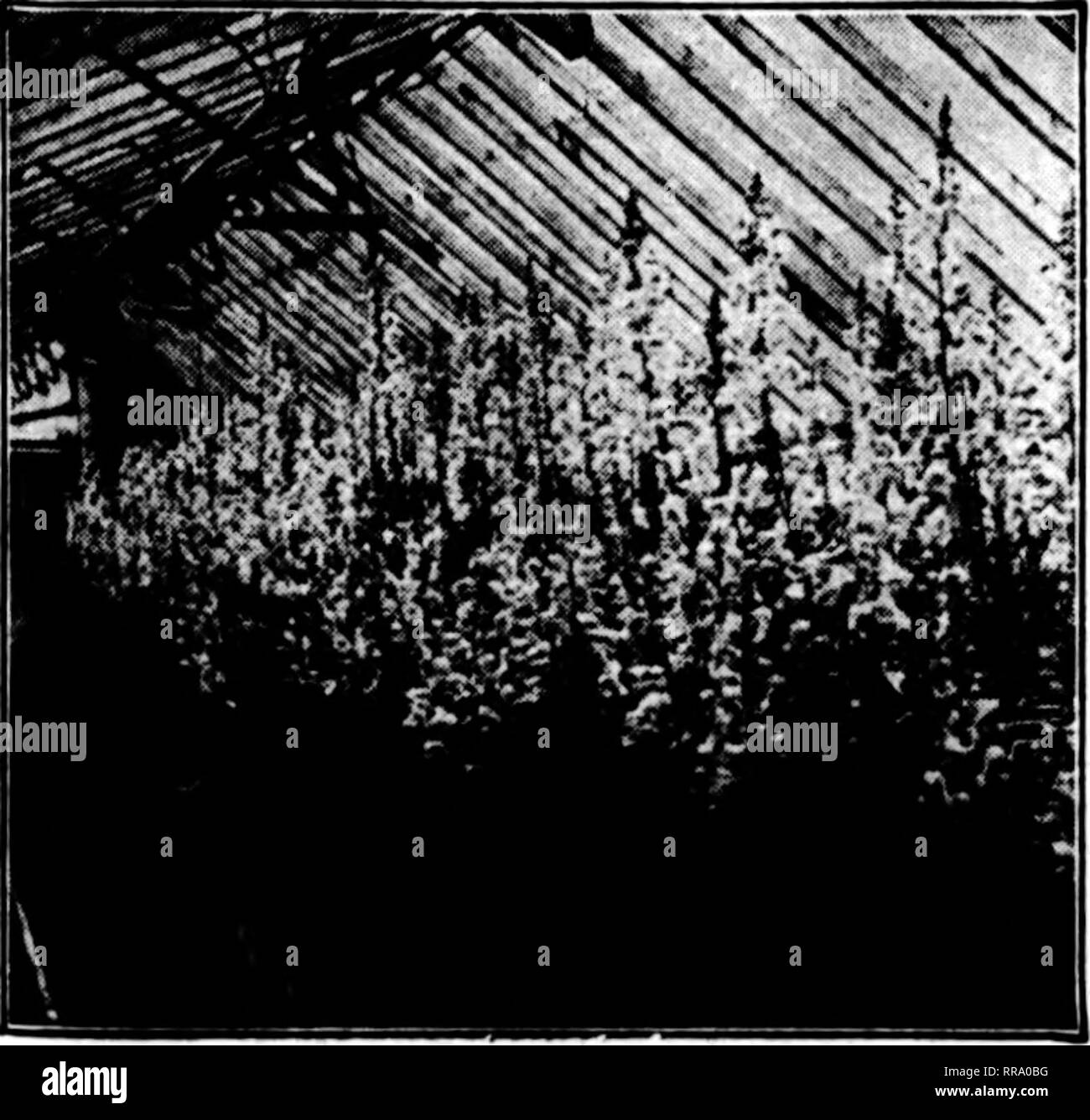 . Les fleuristes [microforme] examen. La floriculture. "R"'-^r-.'-r*T,''"NF* " r 1^" Ti'r :^^'' Aphil 27, 1922 L'examen les fleuristes 89 bulbes de printemps et les plantes PRÊT POUR EMBARQUEMENT PROMPT CANNAS-2 à 3 racines de l'œil par 100 par 1000 Aiutria, jaune 2,50 $ 20,00 $ David Harum, bronze leaf 2.7S Florence 25,00 2,75 25,00 Vaughan, jaune Kinv Humbert 4,50 40,00 Wintzer'une colossale, Scarlet 5,00 40,00 Yellow Humbert, bronze leaf 3,50 30,00 DAHLIAS -touffes indivis ces valeurs sont magnifiques ; vous en trouverez un prêt vendeur dans la racine sèche. q^^ jOq lit fleuri. Rouge, blanc, rose, criez Banque D'Images