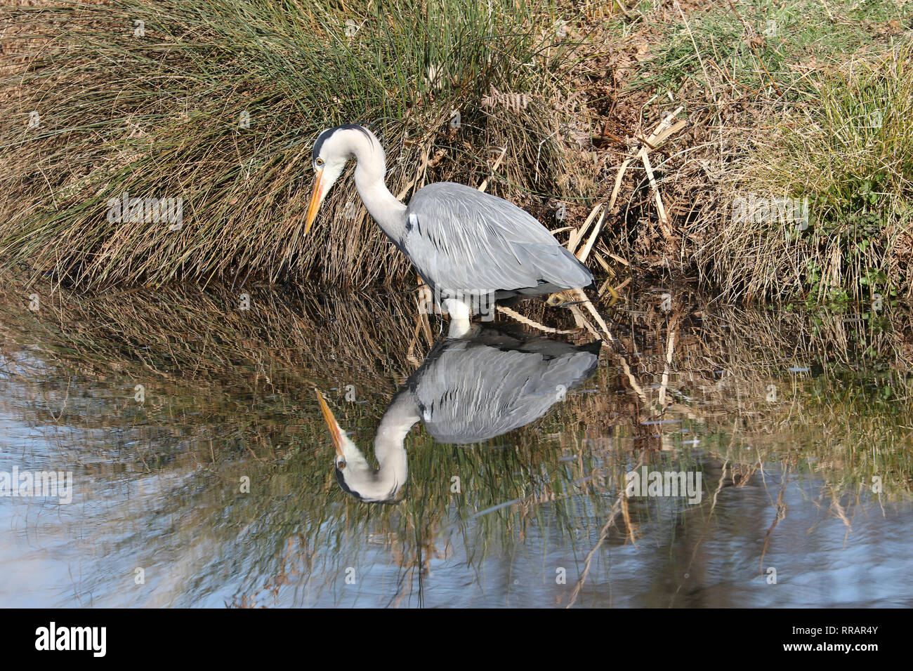 Londres, Royaume-Uni. Feb 25, 2019. Les gens de la faune et de profiter de la journée la plus chaude jamais en février à Bushy Park, près de Hampton Court Palace. Credit : James Hancock/Alamy Live News Banque D'Images