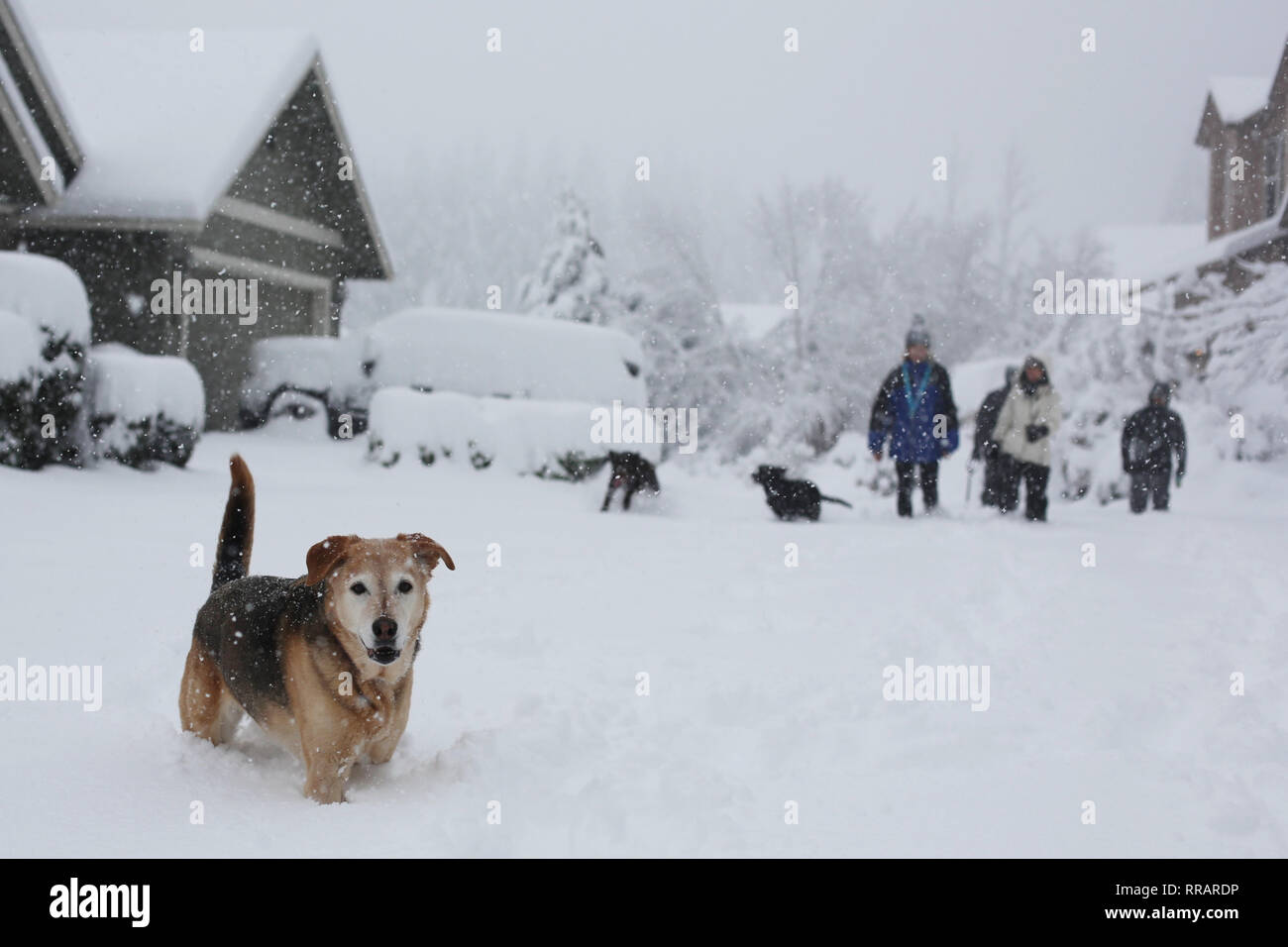 Eugene, Oregon, USA. Feb 25, 2019. Les gens et les chiens de marcher dans la neige après une tempête à Eugene, Oregon. Crédit : Gina Kelly/Alamy Live News Banque D'Images