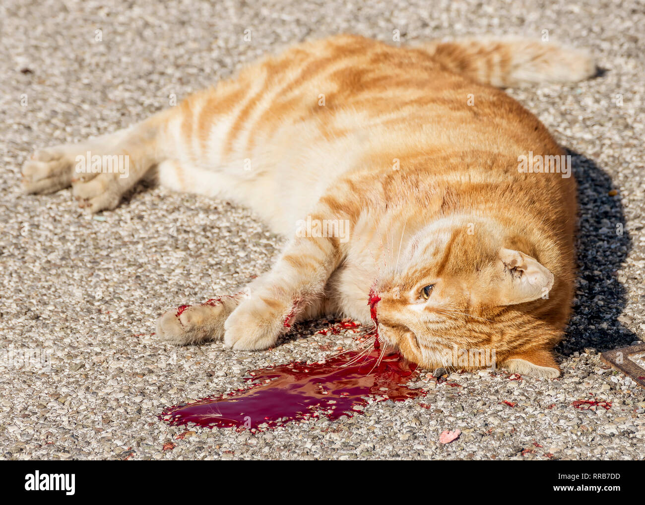 Beau chat roux tués par la cruauté de l'homme après avoir perdu beaucoup de sang Banque D'Images