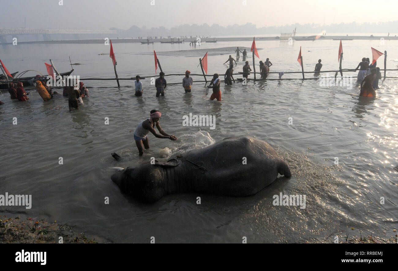 Un éléphant obtient un bain dans le fleuve Ganga au cours de l'assemblée annuelle de l'est juste bovins Sonepur du Bihar en Inde. De nombreux animaux de ferme peuvent être achetés à Sonepur Banque D'Images