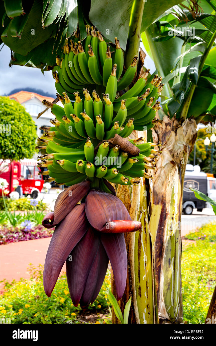 Plante banane avec maturation des fruits et des fleurs, Funchal, Madère, Portugal. Banque D'Images